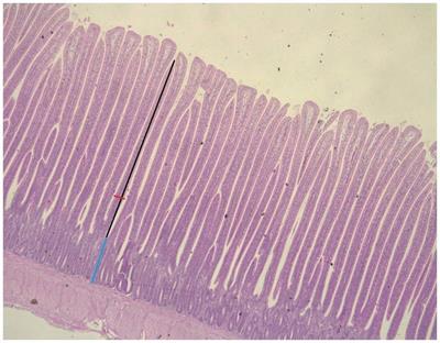 Modulation of Gut Microbiota, and Morphometry, Blood Profiles and performance of Broiler Chickens Supplemented with Piper aduncum, Morinda citrifolia, and Artocarpus altilis leaves Ethanolic Extracts